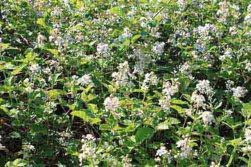 Wild blackberries are a non-native species in Florida